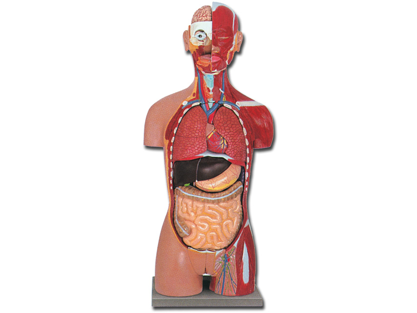 Modeļi -cilvēka anatomija