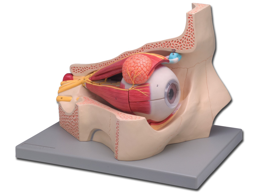 Eye - 4 parts - 5X