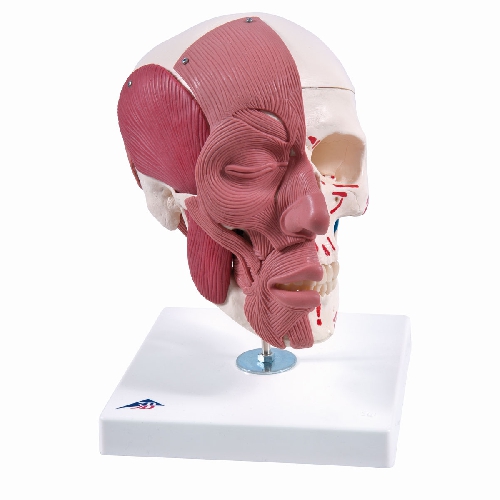Muguras jostas daļas kanāls ar noslīdējušu sānu skriemeļa disku, Skull with Facial Muscles