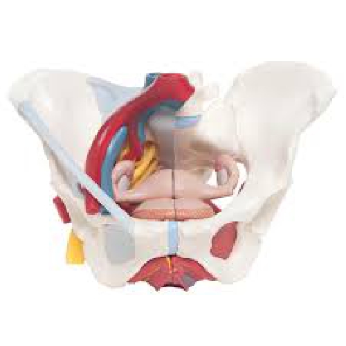 Ceļa modelis, Female Pelvis with Ligaments, Vessels, Nerves, Pelvic Floor, Organs