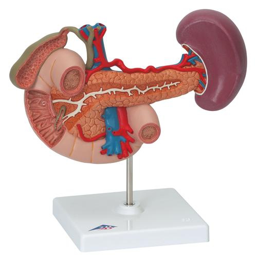 DIGESTIVE SYSTEM MODELS, Rear organs of the upper abdomen