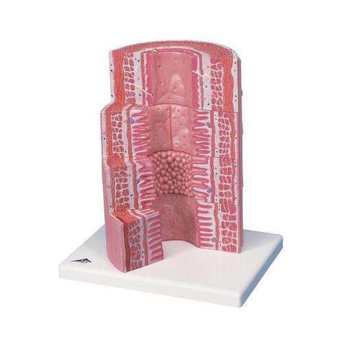 DIGESTIVE SYSTEM MODELS, 3B MICROanatomy™ Digestive System - 20-times magnified
