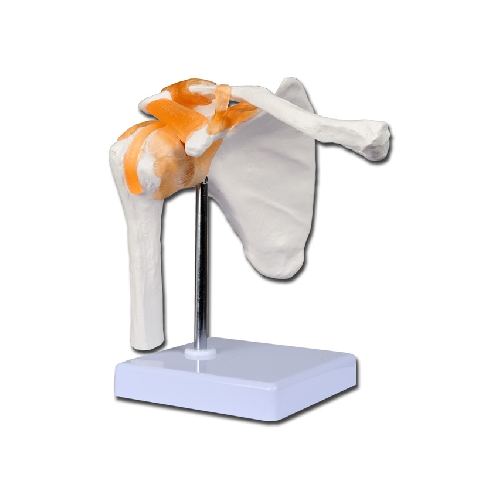 PLECA LOCĪTAVAS MODELIS