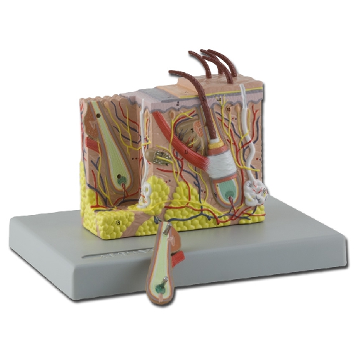 ĀDAS MODELIS - 30:1