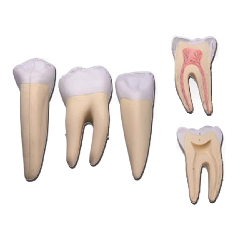 KOMPLEKTS 3 ZOBI - PRIEKŠZOBS. ILKNIS. MOLĀRS - 5 DAĻAS - 10X