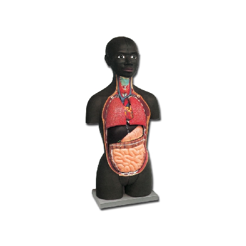 MINI TORSO - AFRICAN - 16 PARTS