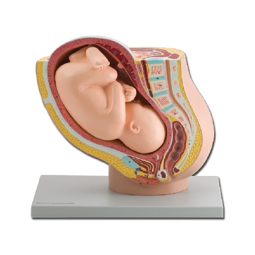 PREGNANCY PELVIS WITH MATURE FETUS - 1X