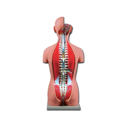 TORSO DIVU DZIMUMU AR ATKLĀTU MUGURU - 27 DAĻAS