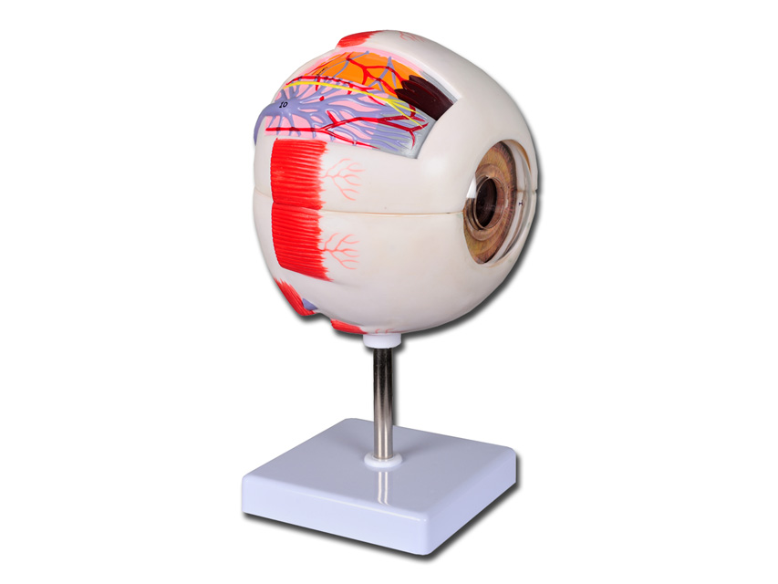 vērtība acs - 6 daļas - 6x1