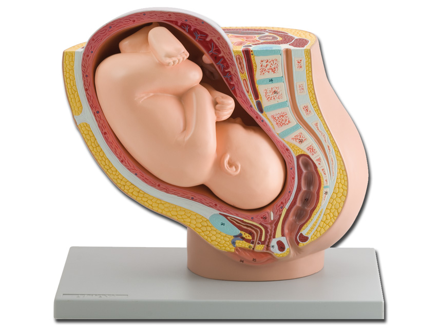 pregnancy pelvis with mature fetus - 1x1